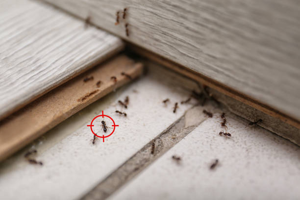 Best Bed Bug Extermination  in Ames, TX